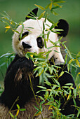 Giant Panda (Ailuropoda melanoleuca) eating bamboo, endemic to montane forest of southeast China