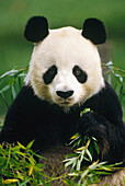 Giant Panda (Ailuropoda melanoleuca) eating bamboo, China
