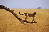 Cheetah (Acinonyx jubatus) standing on dead tree branch, Masai Mara National Reserve, Kenya