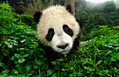 Giant Panda (Ailuropoda melanoleuca) close up portrait of young Panda at the China Conservation and Research Center for the Giant Panda, Wolong Nature Reserve, China