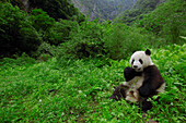 Giant Panda (Ailuropoda melanoleuca) sitting in vegetation eating bamboo, Wolong China Conservation and Research Center for the Giant Panda within Wolong Reserve, Sichuan Province