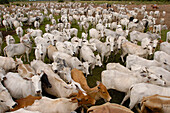 Domestic Cattle (Bos taurus) herd and cowboys, Brazil
