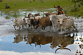 Domestic Cattle (Bos taurus) group round up by cowboy to be used for pulling the ox carts during the floods, Brazil