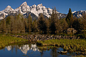 American Beaver (Castor canadensis) pond with dam and lodge, Grand Teton National Park, Wyoming