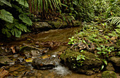 Boa Constrictor (Boa constrictor) at the edge of a stream, Ecuador
