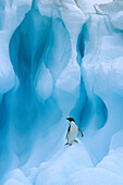Adelie Penguin (Pygoscelis adeliae) on iceberg, South Shetland Islands, Antarctica Peninsula, Antarctica