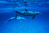 Bottlenose Dolphin (Tursiops truncatus) mother and calf, Gulf of Mexico, Belize