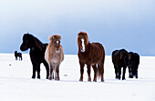 Domestic Horse (Equus caballus) herd on snow, Iceland