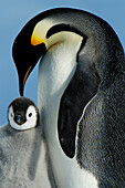 Emperor Penguin (Aptenodytes forsteri) parent with chick, Antarctica