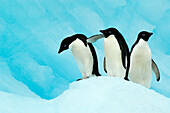 Adelie Penguin (Pygoscelis adeliae) trio on ice, Antarctica