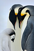 Emperor Penguin (Aptenodytes forsteri) chick with parents, Snow Hill Island, Antarctica