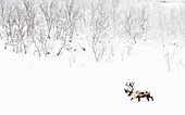 Caribou (Rangifer tarandus) in snowy landscape, Abisko, Sweden
