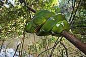 Emerald Tree Boa (Corallus caninus) coiled in rainforest tree, Guyana