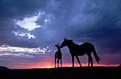 Mustang (Equus caballus) mare and foal silhouetted against the evening sky during summer, Montana