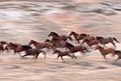 Mustang (Equus caballus) family band running together in desert, Fifteen Mile Herd Management Area, central Wyoming