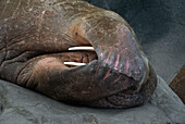 Pacific Walrus (Odobenus rosmarus divergens) bull dozing in haul-out cove, covering head with front flipper, summer, Round Island, Bering Sea, Bristol Bay, Alaska