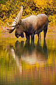 Alaska Moose (Alces alces gigas) bull, largest herbivore with antlers in North America, alert during rutting season, standing in shallow glacial kettle pond in colorful fall tundra, Denali National Park, Alaska