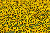 Field of cultivated sunflowers with ripe seeds, Kansas