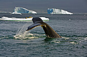 Humpback Whale (Megaptera novaeangliae) diving near ice floe with basking Crabeater Seals (Lobodon carcinophagus), Grandidier Passage, western Antarctica