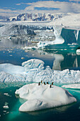 Adelie Penguin (Pygoscelis adeliae) on iceberg surrounded by masses of floating ice, western Antarctica