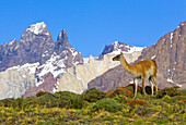 Guanaco (Lama guanicoe) female with Cuernos del Paine peaks in the background, Torres del Paine National Park, Chile