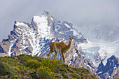 Guanaco (Lama guanicoe) male with Cuernos del Paine mountains in background, Torres del Paine National Park, Chile
