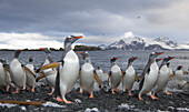 Gentoo Penguin (Pygoscelis papua) group emerging from surf and walking on beach in evening after feeding at sea, Prion Island, South Georgia Island