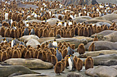 King Penguin (Aptenodytes patagonicus) group walking among Southern Elephant Seals (Mirounga leonina) on beach, St. Andrews Bay, South Georgia Island