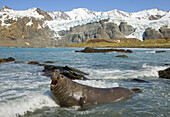 Southern Elephant Seal (Mirounga leonina) bull roaring to drive away other bulls on beach, Gold Harbor, South Georgia Island