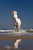 Camargue Horse (Equus caballus) running on beach, Camargue, France