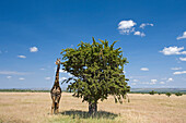 Masai Giraffe (Giraffa camelopardalis tippelskirchi) standing beside tree, Masai Mara, Kenya
