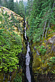 Box Canyon with flowing stream, Mount Rainier National Park, Washington