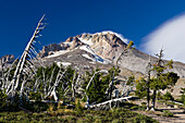 Mount Hood (3,429 meters) with weathered trees, Oregon