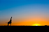 Giraffe (Giraffa camelopardalis) silhouetted against the setting sun, Lethiau Valley, Central Kalahari Game Reserve, Botswana