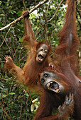 Orangutan (Pongo pygmaeus) female and baby calling, Camp Leaky, Tanjung Puting National Park, Indonesia