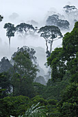 Dawn with fog at lowland rainforest, Danum Valley Conservation Area, Borneo, Malaysia