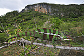 Panther Chameleon (Chamaeleo pardalis) male, Montagne des Francais Reserve, Antsiranana, northern Madagascar