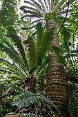 Modjadji Cycad (Encephalartos transvenosus) trees, Modjadji Cycad Reserve, South Africa