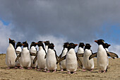 Rockhopper Penguin (Eudyptes chrysocome) group on beach, Pebble Island, Falkland Islands