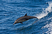 Common Dolphin (Delphinus delphis) jumping, Baja California, Mexico