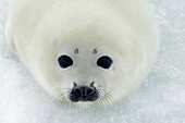 Harp Seal (Phoca groenlandicus) pup, Magdalen Islands, Gulf of Saint Lawrence, Canada