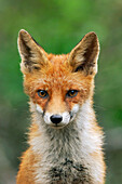 Red Fox (Vulpes vulpes), Hoge Veluwe National Park, Gelderland, Netherlands