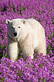 Polar Bear (Ursus maritimus) in a field of fireweed, Hudson Bay, Canada