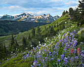Wildflowers and Tatoosh Range, Mount Rainier National Park, Washington