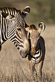 Grevy's Zebra (Equus grevyi) mother and young foal, Lewa Wildlife Conservation Area, northern Kenya