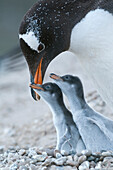 Gentoo Penguin (Pygoscelis papua) young chicks guarded by parent, Saunders Island, Falkland Islands