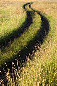 Road through savanna grass, Marievale Bird Sanctuary, South Africa