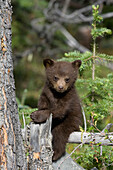 Black Bear (Ursus americanus) cub sitting on a log, western Montana