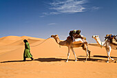 Dromedary (Camelus dromedarius) caravan in the Libyan Desert, Libya