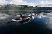 Orca (Orcinus orca) females, part of the resident pod, Prince William Sound, Alaska